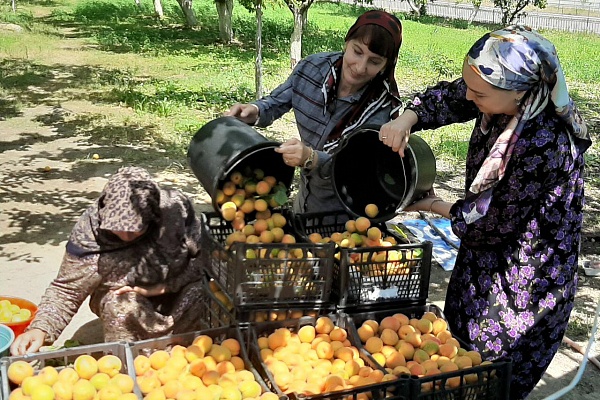 Фестиваль народной культуры «Праздник абрикосов»