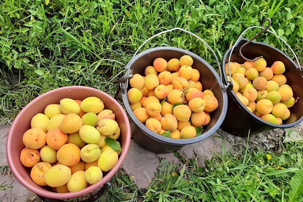 Фестиваль народной культуры «Праздник абрикосов»